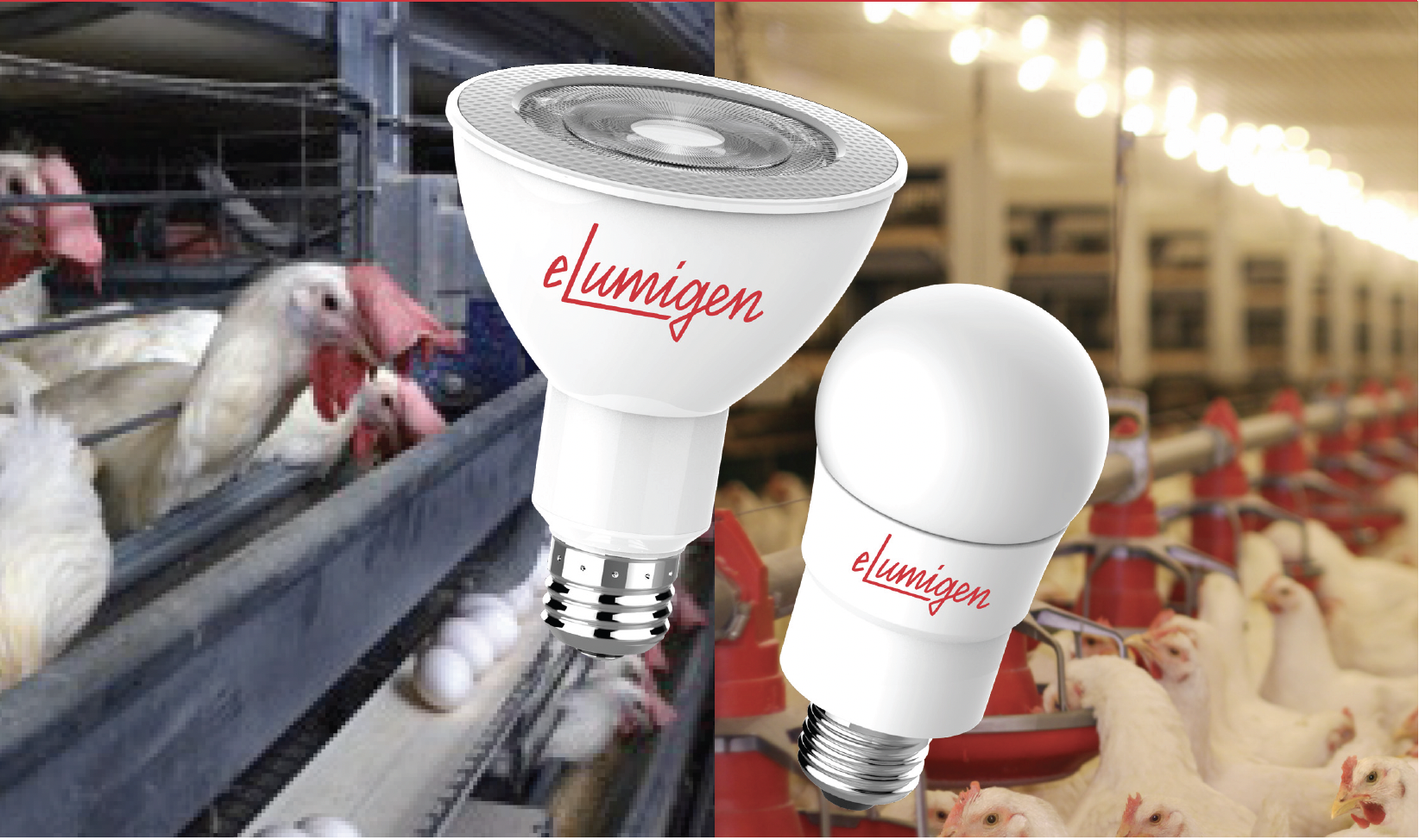 Poultry Lamps